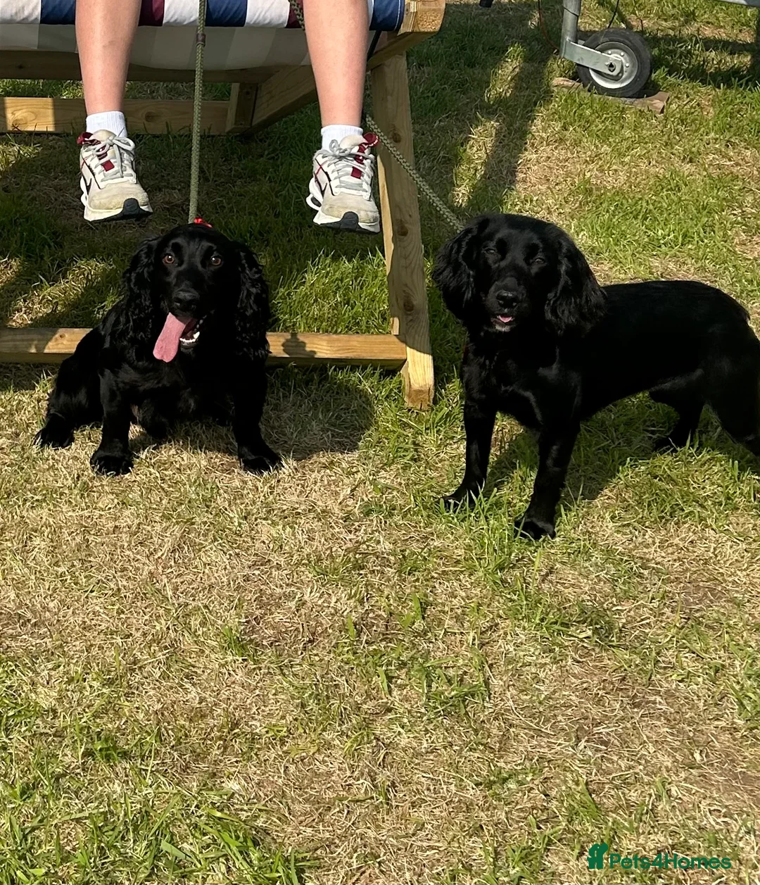 Cocker Spaniel dogs for sale: Exceptional well bred KC Cocker Spainel puppies  - Advert 4