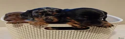 Miniature Dachshund dogs for sale: 💜 miniature dachshunds 💝 in Preston - Advert 9