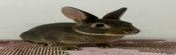 Rex rabbits for sale: Stunning mini Rex babies - Advert 3