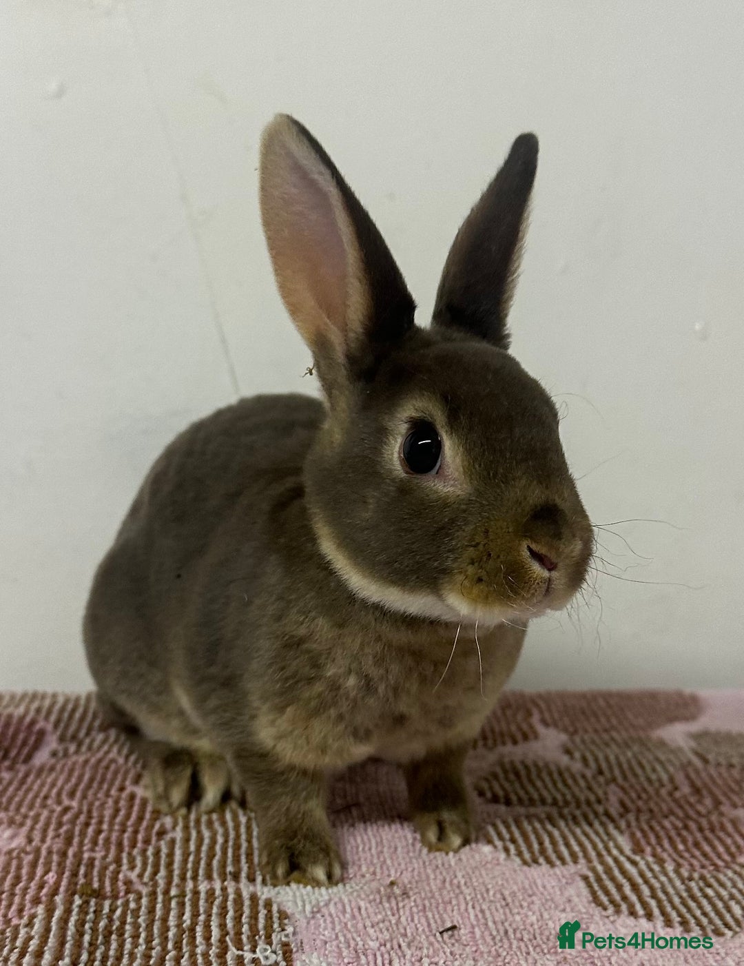Rex rabbits for sale: Stunning mini Rex babies - Image 2