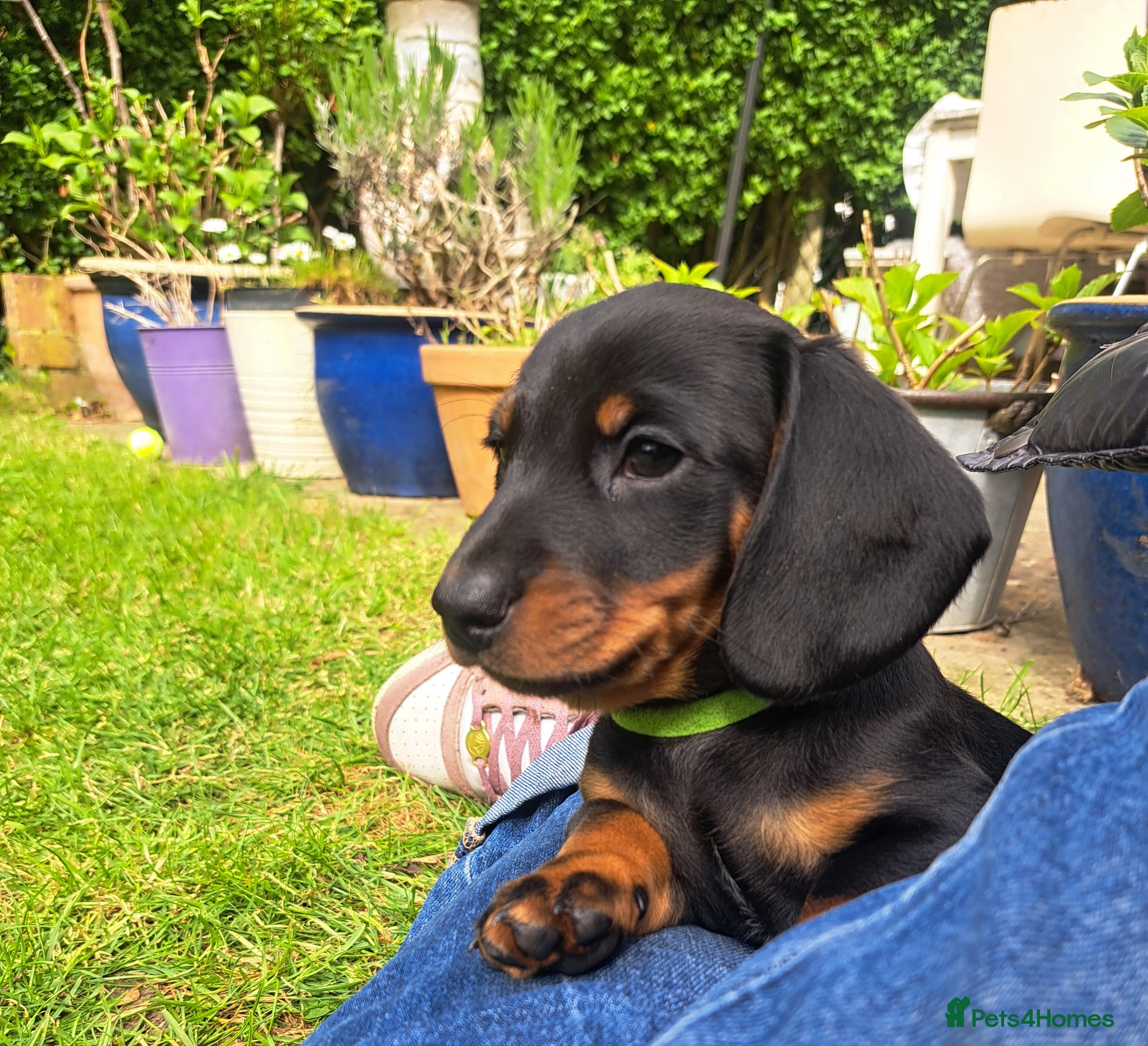 Dachshund dogs Dauchound puppies - Advert 5
