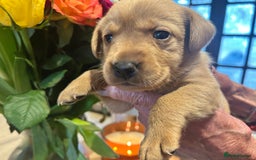 Labrador Retriever dogs for sale: Beautiful fox red and yellow lab puppies  - Image 11