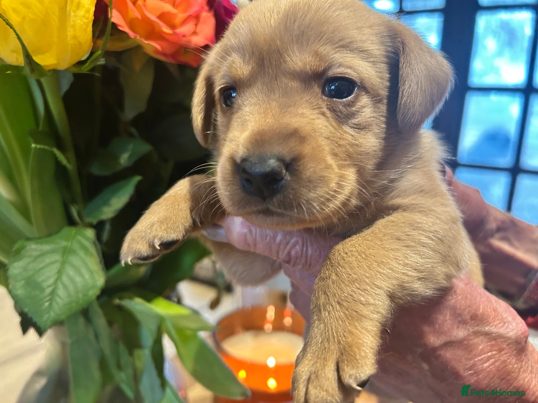 Labrador Retriever dogs for sale: Beautiful fox red and yellow lab puppies  - Image 11