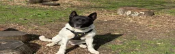 Mixed Breed dogs for sale: Meet winter  in Northampton - Advert 3