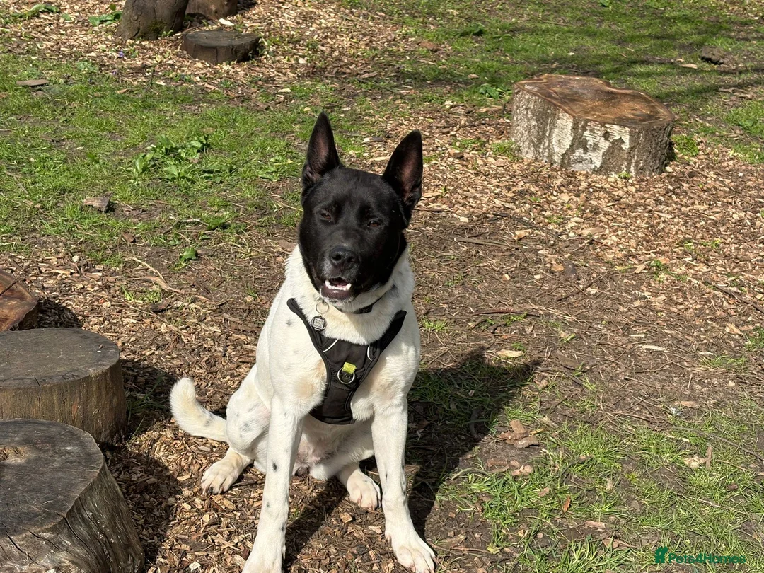 Mixed Breed dogs for sale: Meet winter  in Northampton - Advert 3