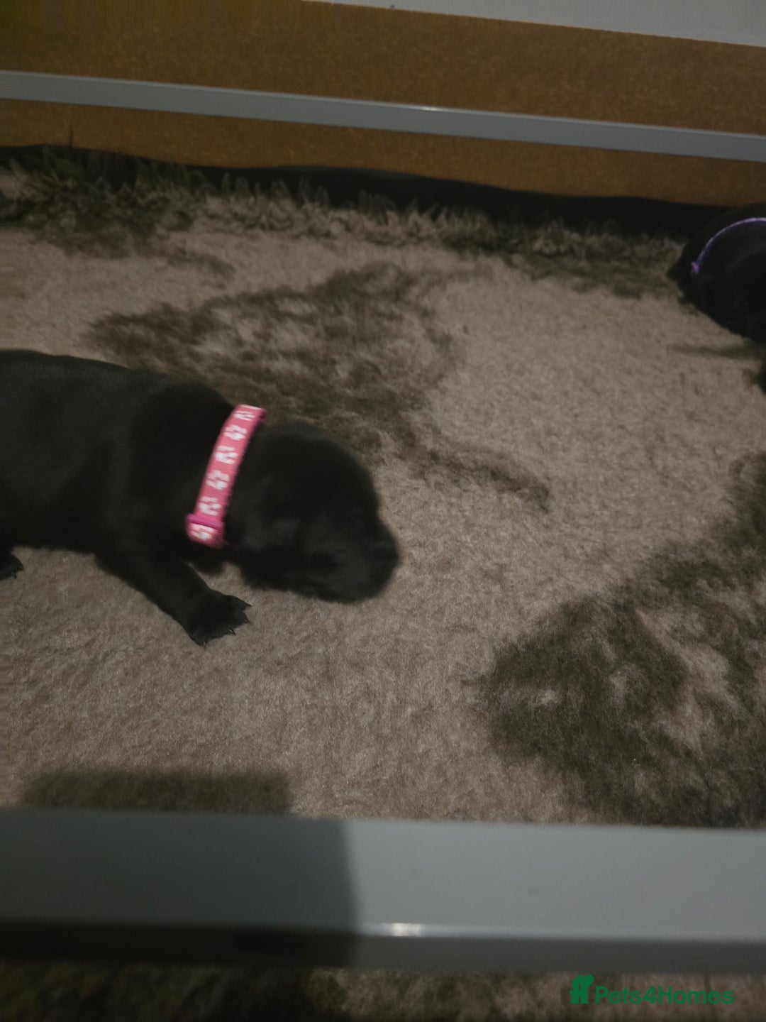 Staffordshire Bull Terrier dogs for sale: Kc registered Staffordshire bullterrier  - Advert 19