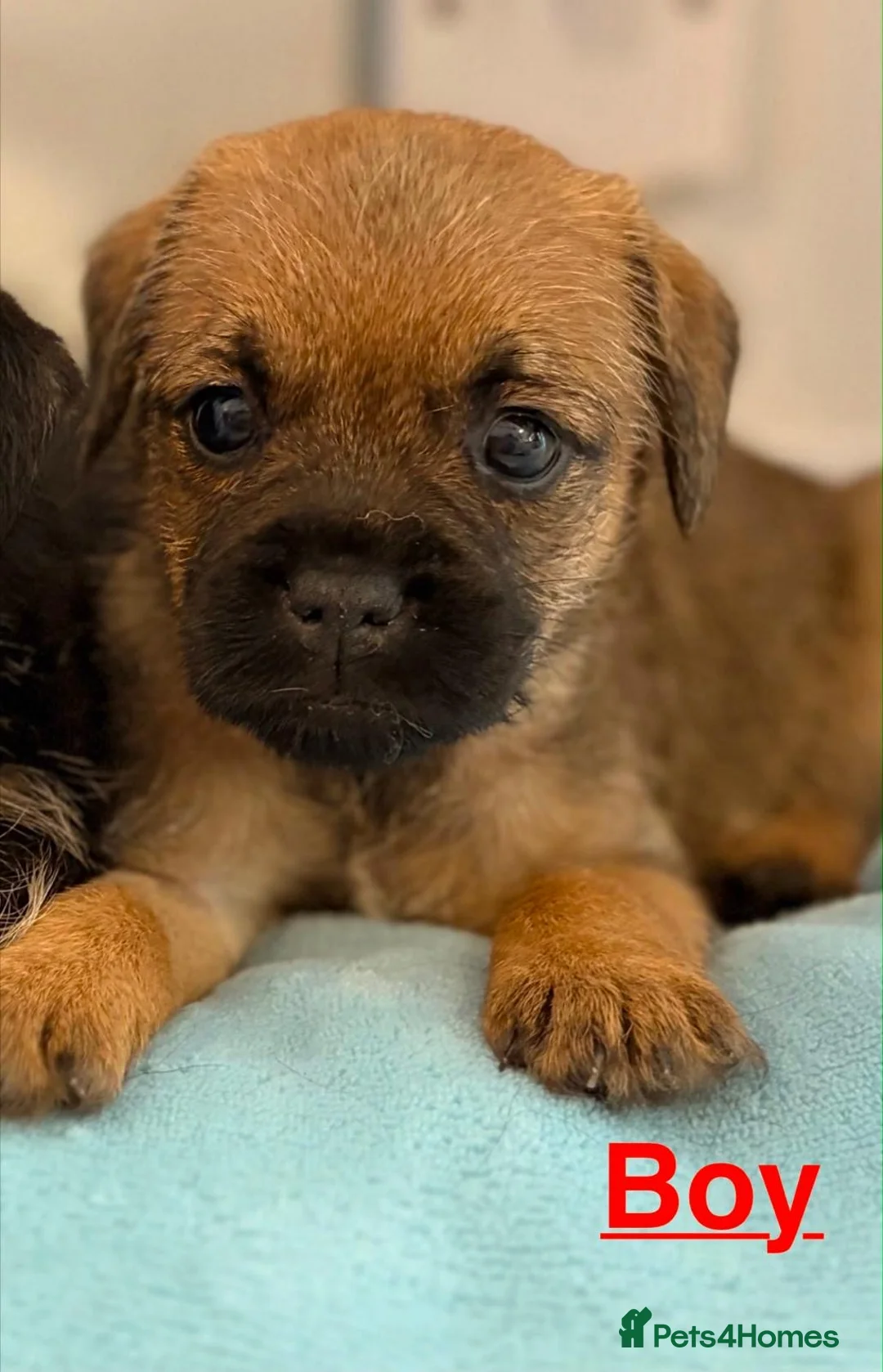 Border Terrier dogs for sale: Kc registered border terrier puppies - Advert 16