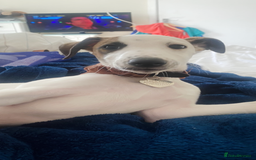 Whippet dogs for sale: K.c2 year old male whippet kennel club registered  - Image 6