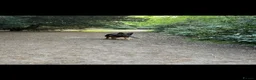 German Shepherd dogs for sale: 8 year old female German shepherd  - Advert 3