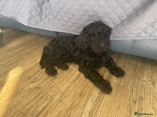 Cavapoo dogs 🐾Puppy of therapy dog parents!🐾 - Advert 8