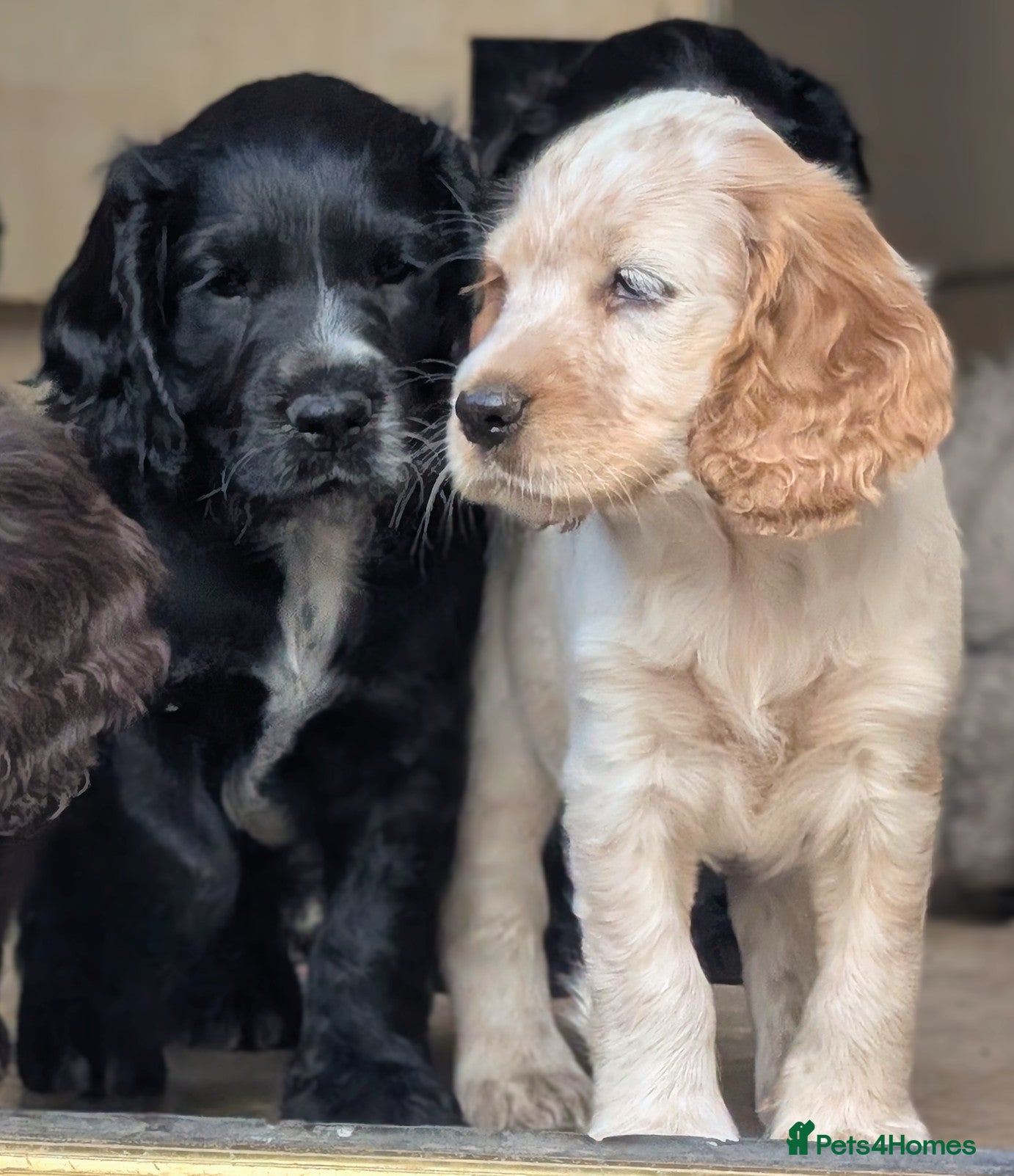 Cocker Spaniel dogs Beautiful cocker spaniel puppies in Bedford  - Advert 7