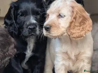 Cocker Spaniel dogs Beautiful cocker spaniel puppies in Bedford - Advert 7