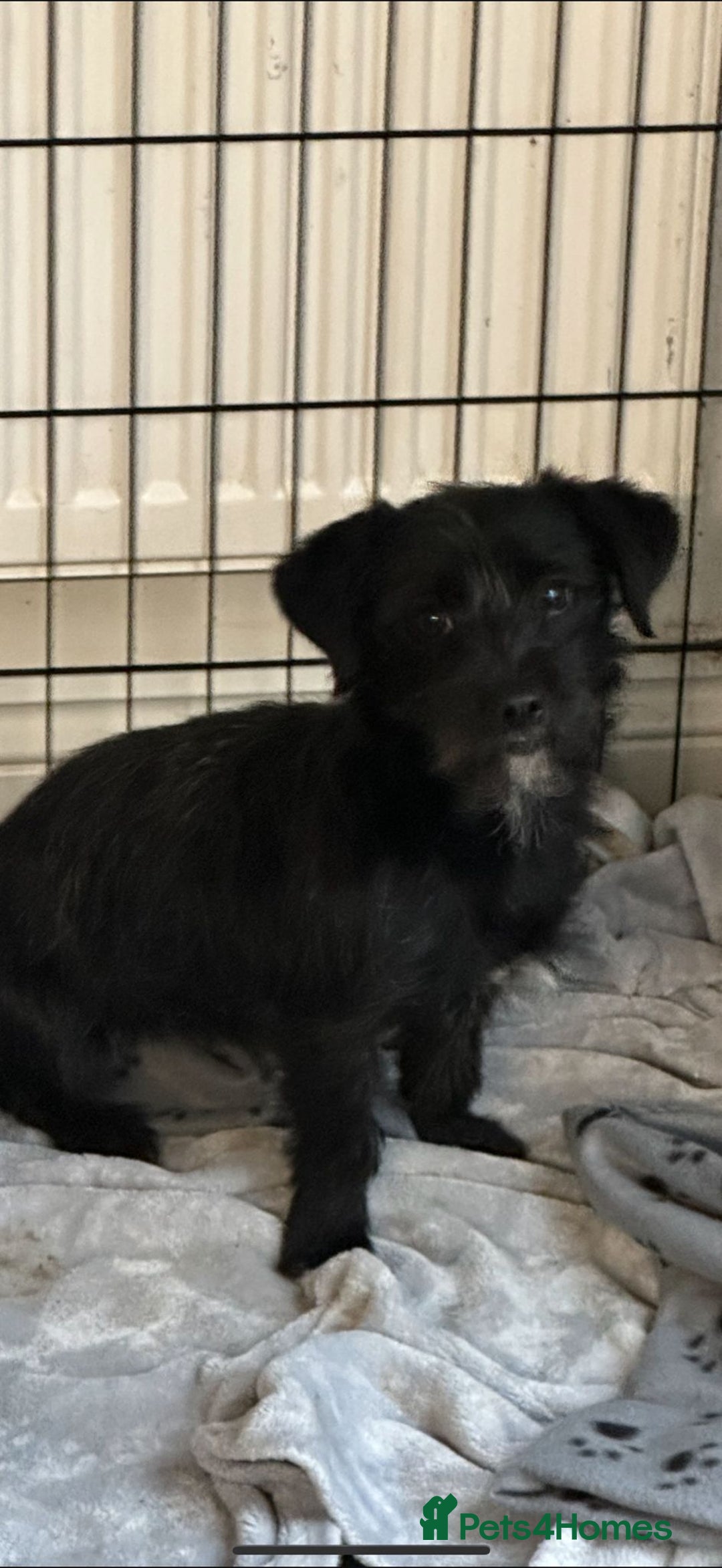 Patterdale Terrier dogs for sale: Patterdale terrier puppies for sale  - Advert 1