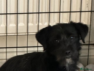 Patterdale Terrier dogs Patterdale terrier puppies for sale - Advert 1