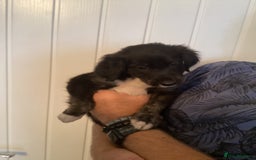 Mixed Breed dogs for sale: Cockerpoo x bordercollie puppies - Image 6