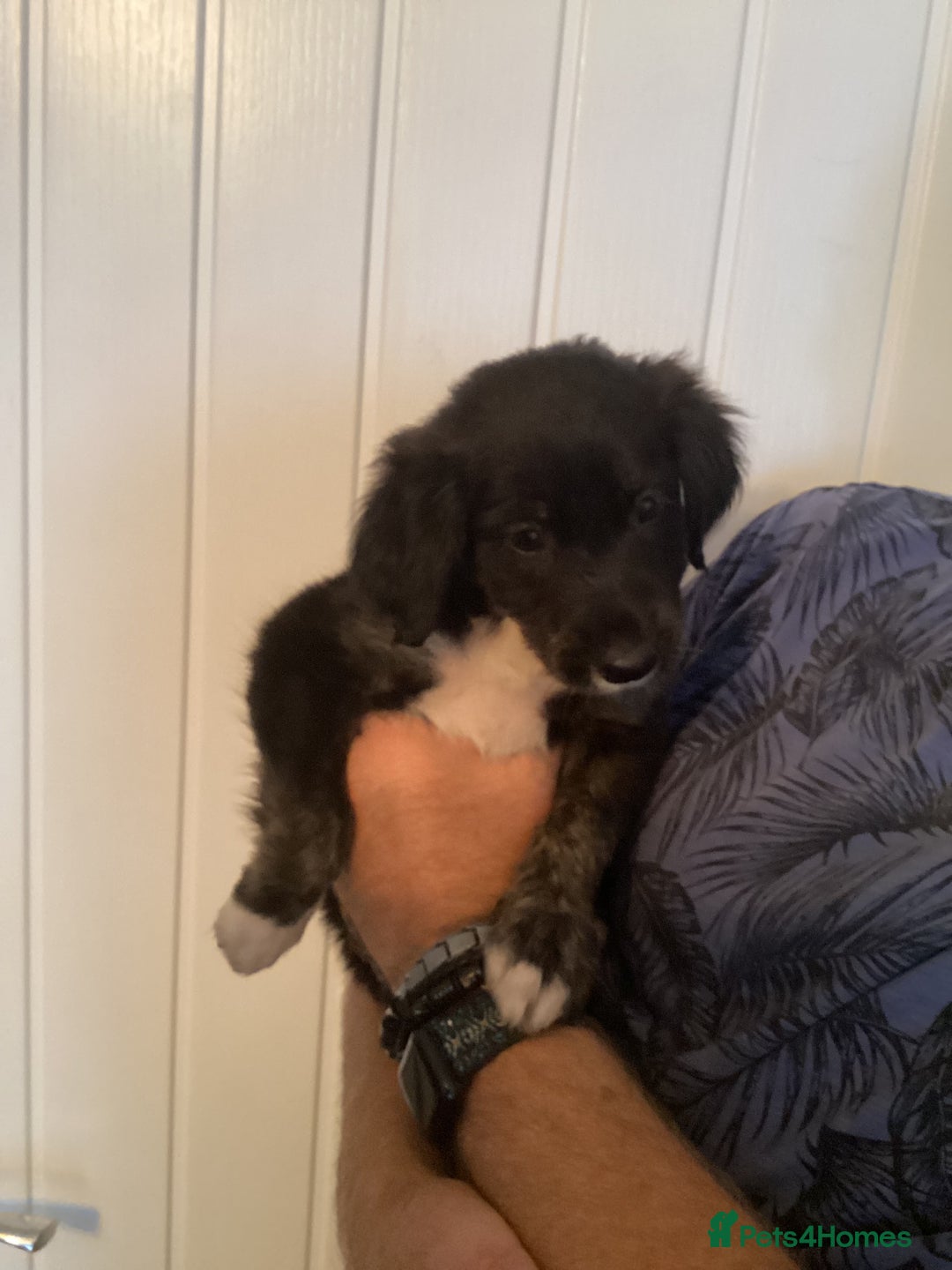 Mixed Breed dogs for sale: Cockerpoo x bordercollie puppies - Image 6