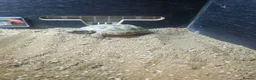 Tortoise reptiles for sale: Horsefield tortoises - Advert 3