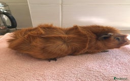 Guinea Pig rodents for sale: Two young Sows and Older boars - Image 10