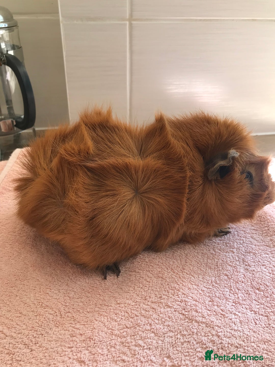 Guinea Pig rodents for sale: Two young Sows and Older boars - Image 10