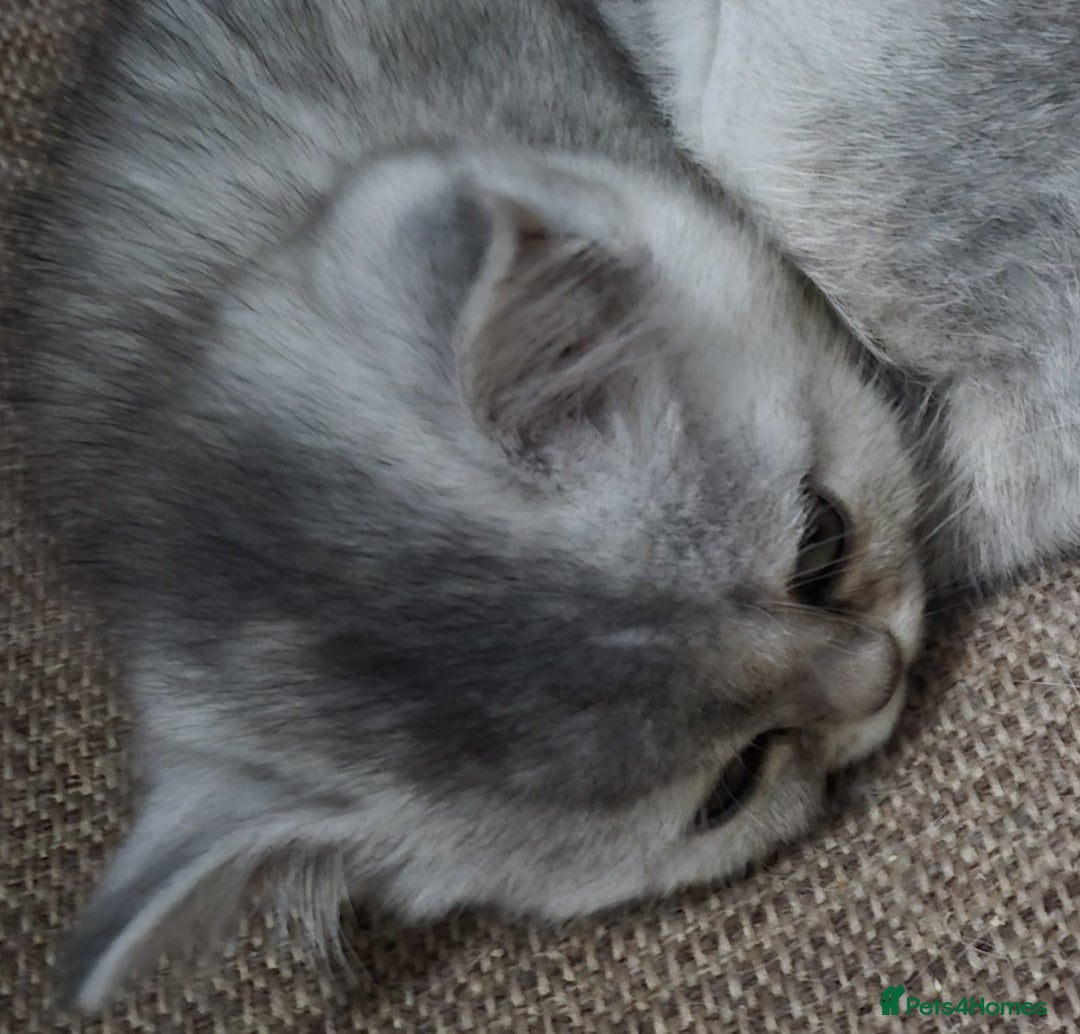 Mixed Breed cats for sale: Persian x  - Advert 1