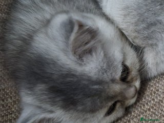 Mixed Breed cats Persian x - Advert 1