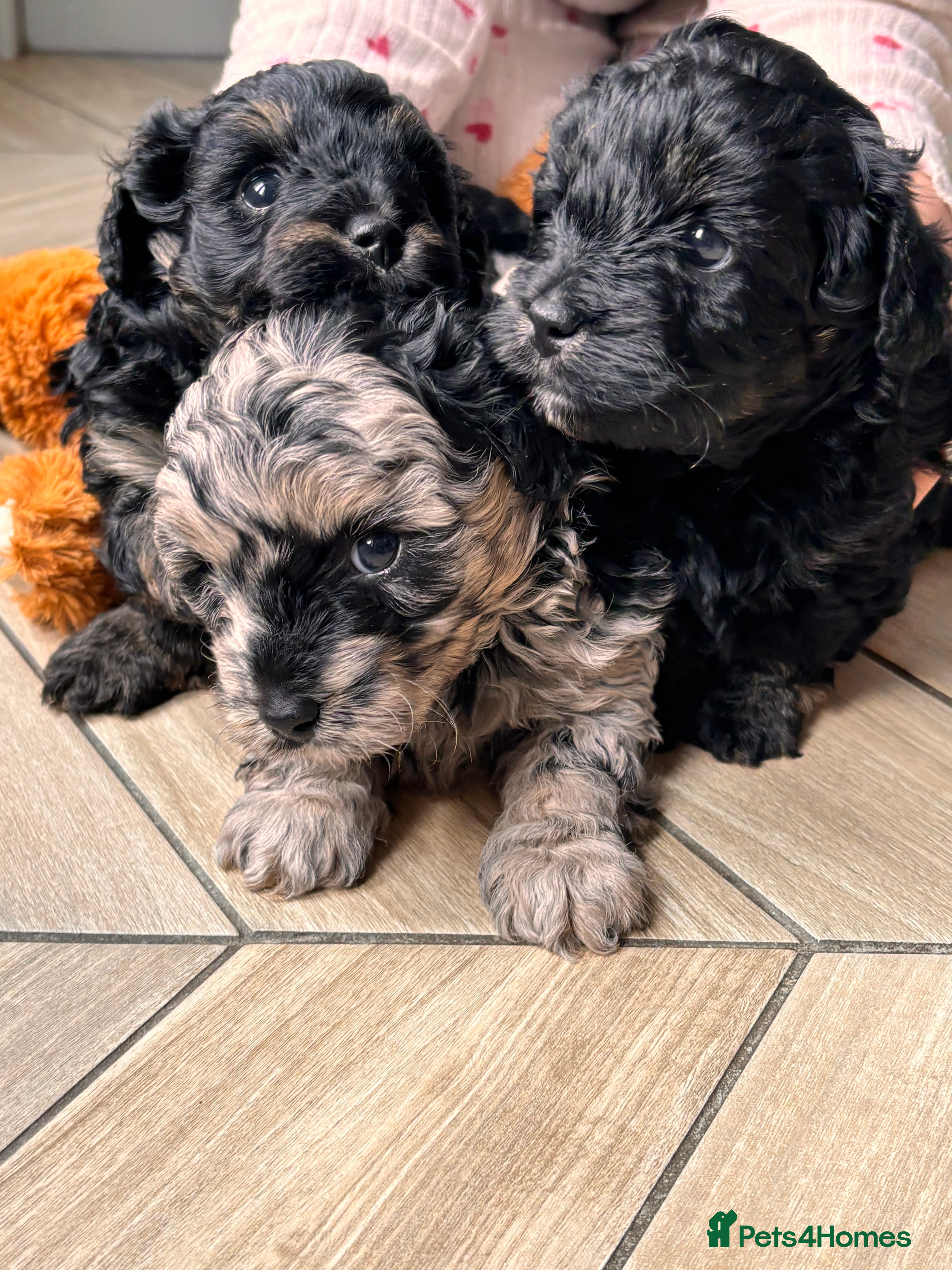 Maltipoo dogs 💎 Merle & Phantom Maltipoo Puppies ❤️ - Advert 16