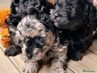 Maltipoo dogs 💎 Merle & Phantom Maltipoo Puppies ❤️ - Advert 16