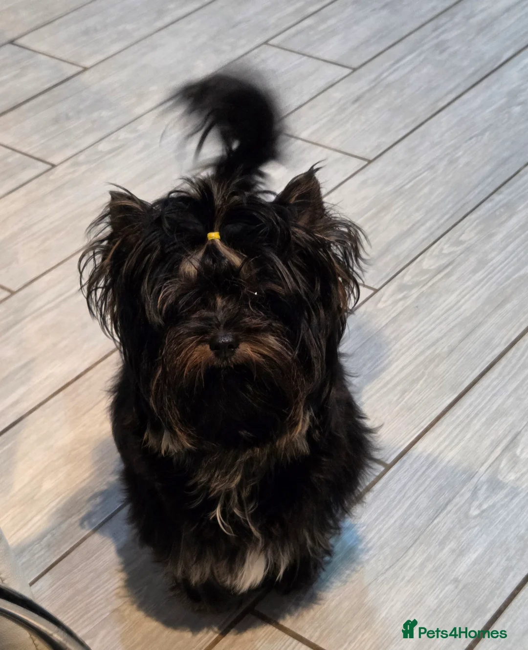 Yorkshire Terrier dogs for sale: Yorkshire Terrier Carrier  - Advert 2