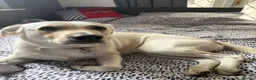 Mixed Breed dogs for stud: Jaxx the goldador - Advert 6