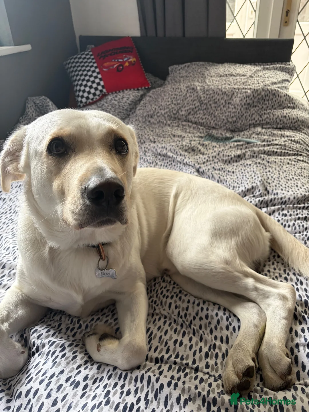 Mixed Breed dogs for stud: Jaxx the goldador - Advert 6