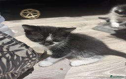 Mixed Breed cats for sale: Kittens  - Image 8