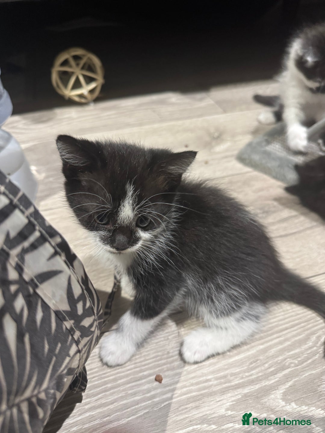 Mixed Breed cats for sale: Kittens  - Image 8