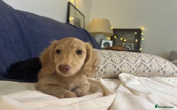 Miniature Dachshund dogs for sale: Miniature long haired cream dachshund. KC reg/PRA - Image 14