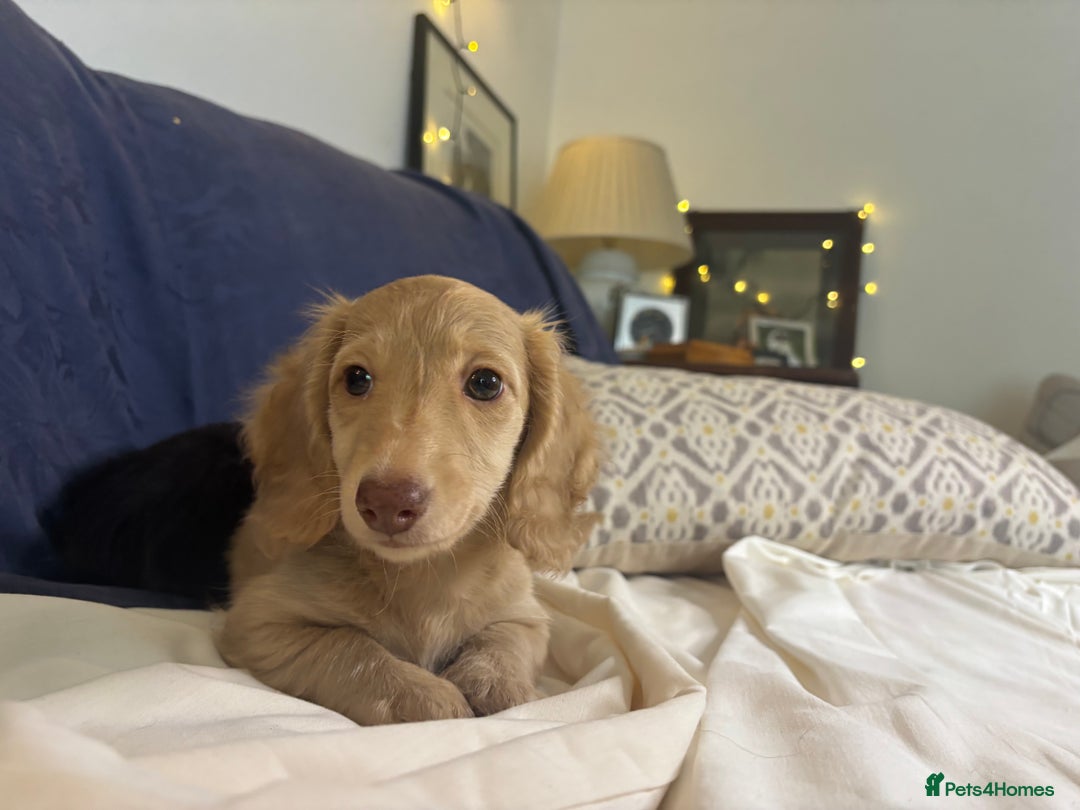 Miniature Dachshund dogs for sale: Miniature long haired cream dachshund. KC reg/PRA - Image 14