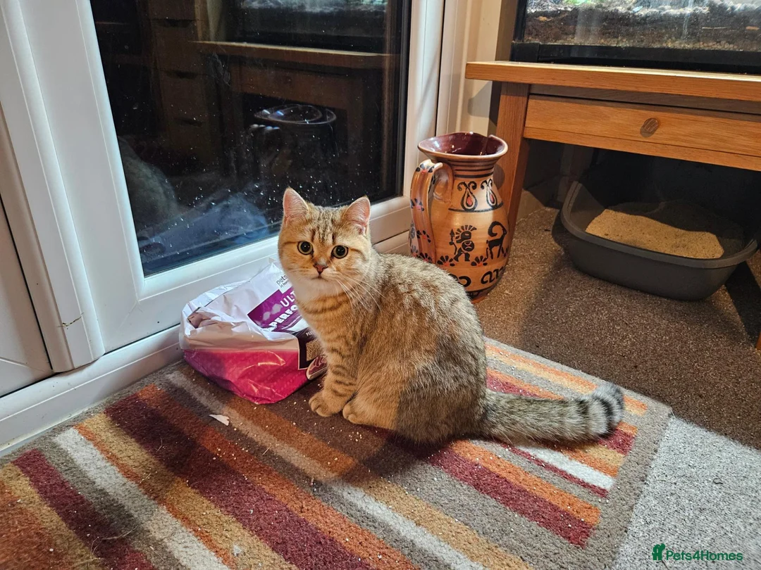 British Shorthair cats for sale: Golden British Shorthair Adult Female - Advert 6