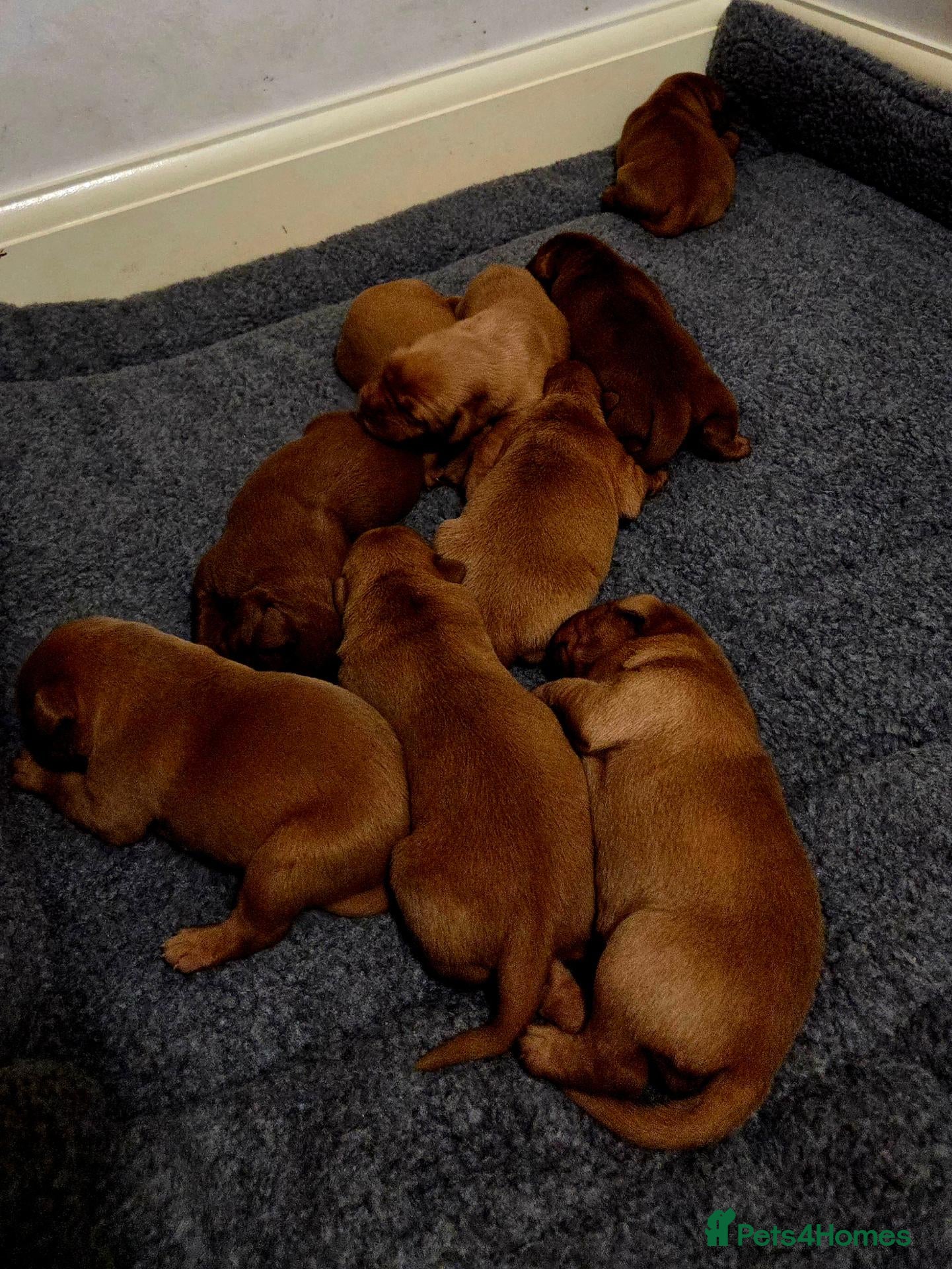 Labrador Retriever dogs KC Fox Red Labrador Puppies - Advert 15