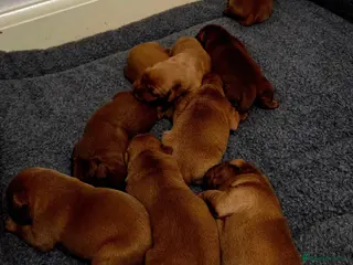 Labrador Retriever dogs KC Fox Red Labrador Puppies - Advert 15