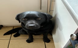 Labrador Retriever dogs for sale: Lovable 3 year old black Labrador Male  - Image 4