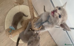 Mixed Breed cats for sale: Oriental X Siamese kittens  - Image 33
