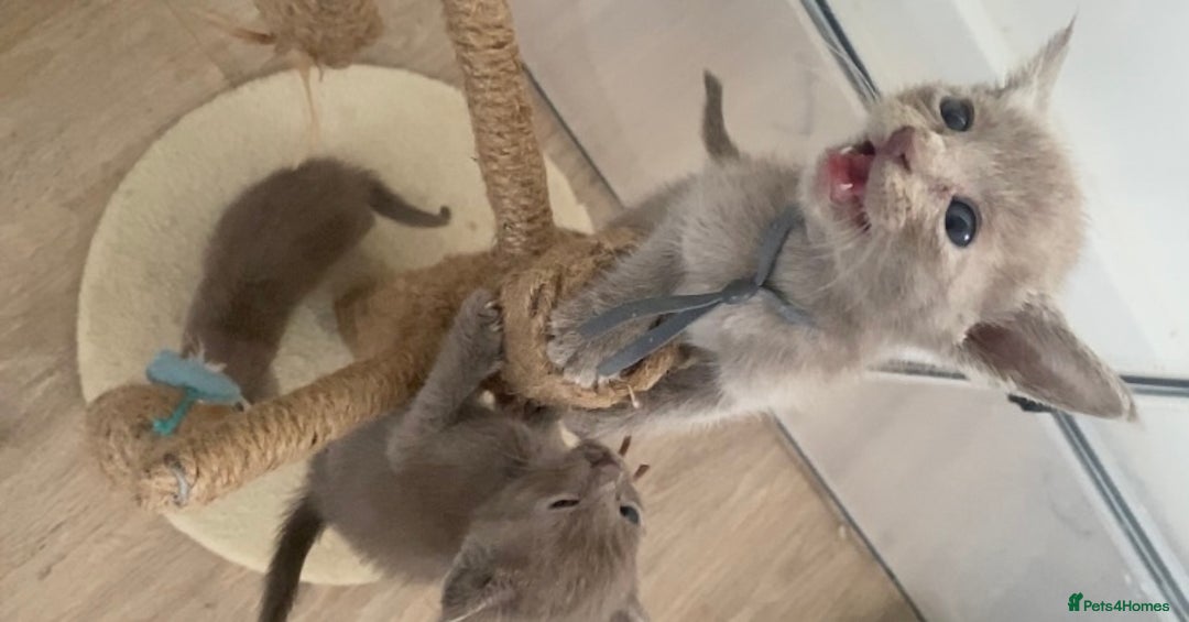 Mixed Breed cats for sale: Oriental X Siamese kittens  - Image 33