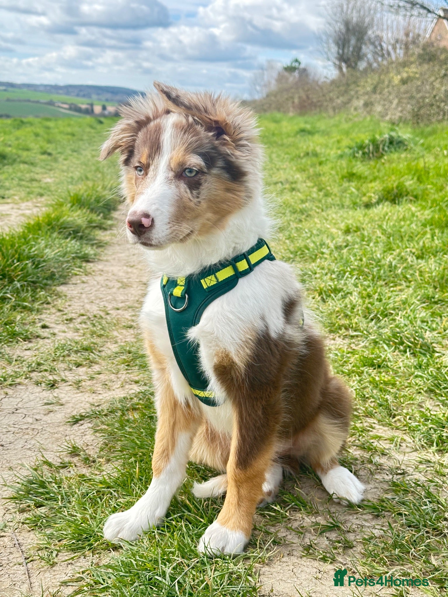 Border Collie dogs border collie puppy  - Advert 3