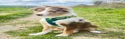 Border Collie dogs for sale: border collie puppy  - Advert 1