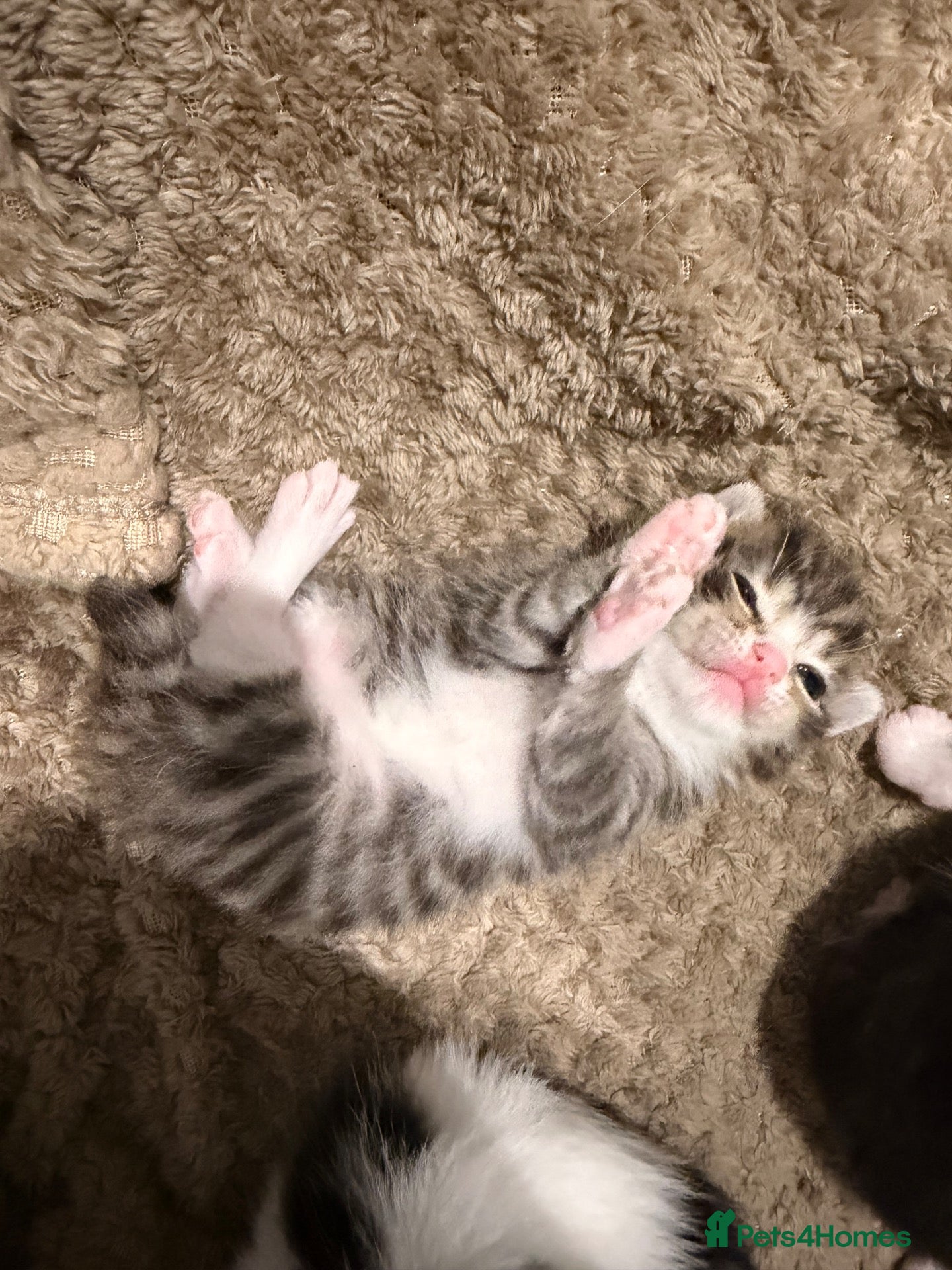 Mixed Breed cats 8 gorgeous kittens  - Advert 6
