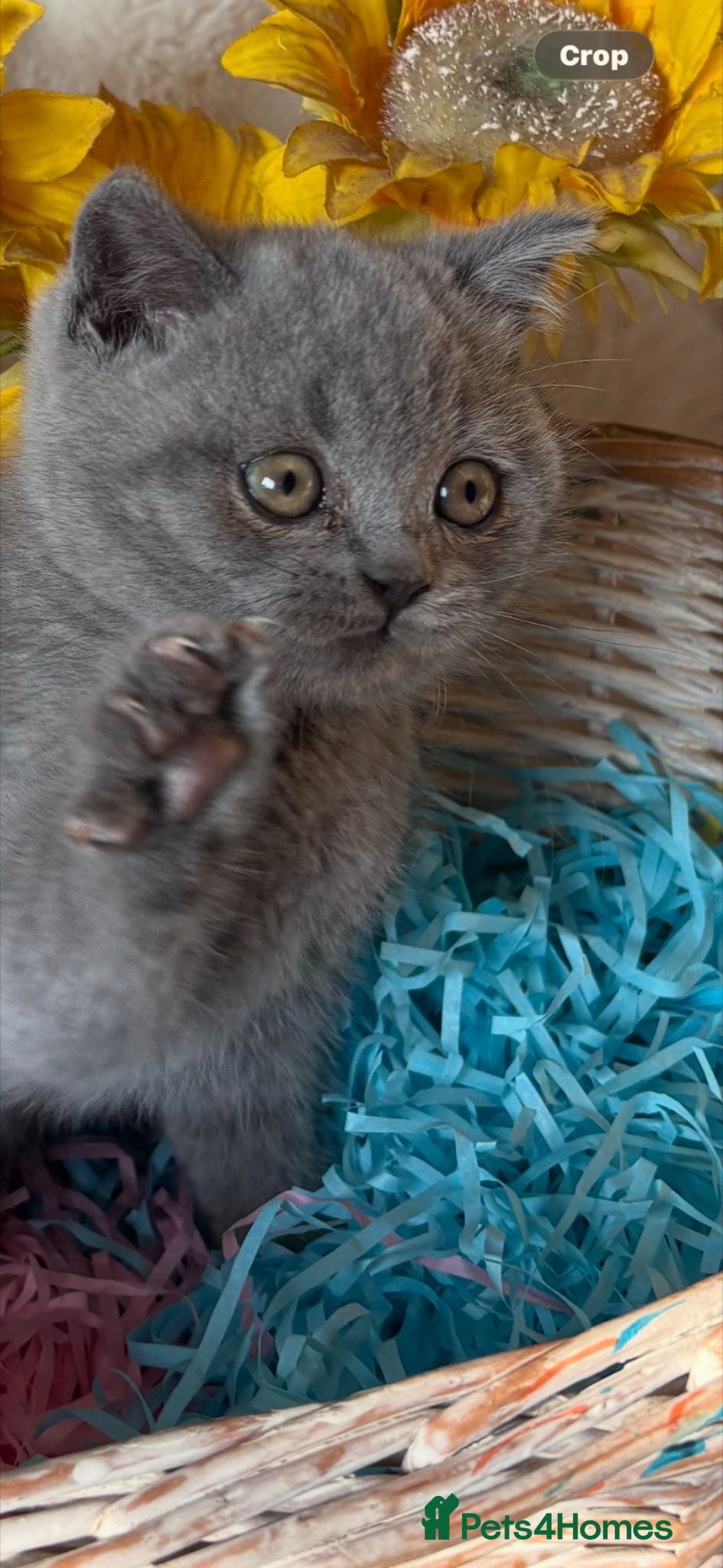 British Shorthair Kitten 1