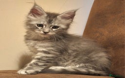 Maine Coon cats for sale: Lintons Pride Maine Coon Kittens. Ready Now - Image 9