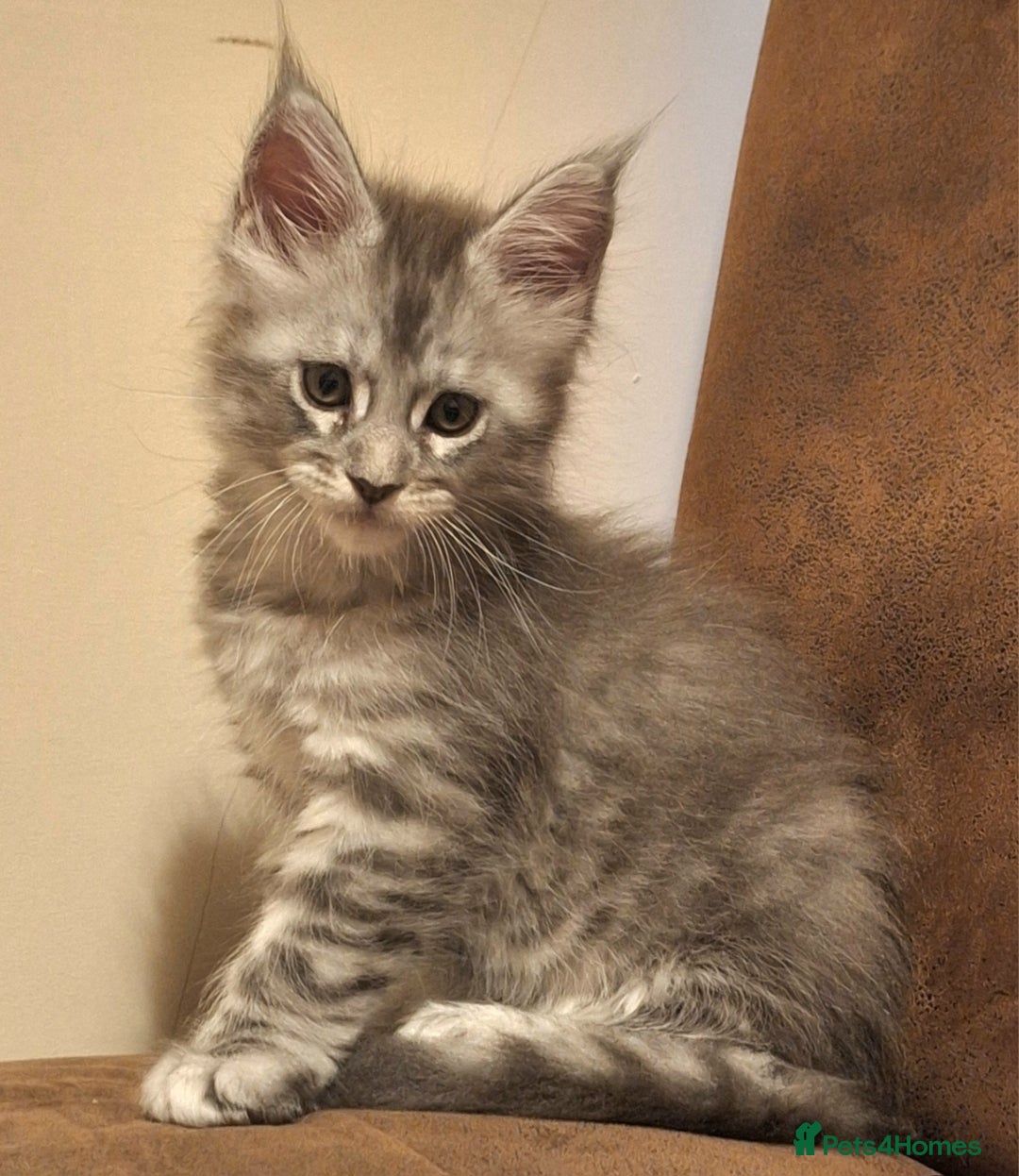 Maine Coon cats for sale: Lintons Pride Maine Coon Kittens. Ready Now - Image 9