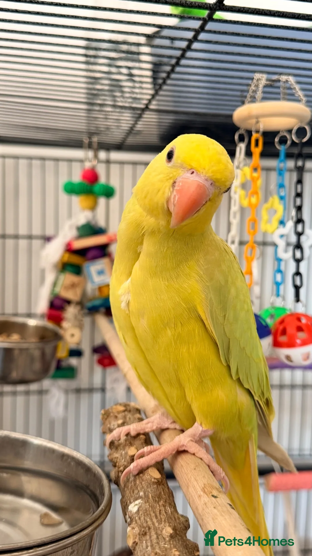 Ringnecks birds for sale: Baby ring neck  in London - Advert 1