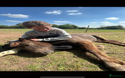 Welsh Section A horses for sale: ⭐️⭐️ BEAU ⭐️⭐️ - Image 3