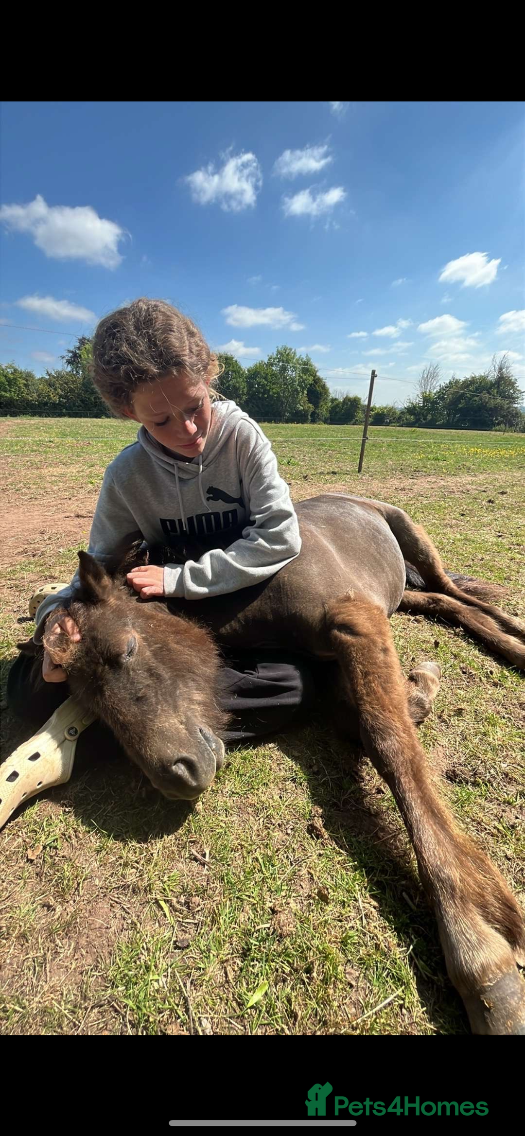 Welsh Section A horses for sale: ⭐️⭐️ BEAU ⭐️⭐️ - Image 3