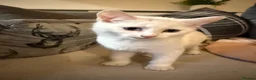 Mixed Breed cats for sale: White male kitten  - Advert 3
